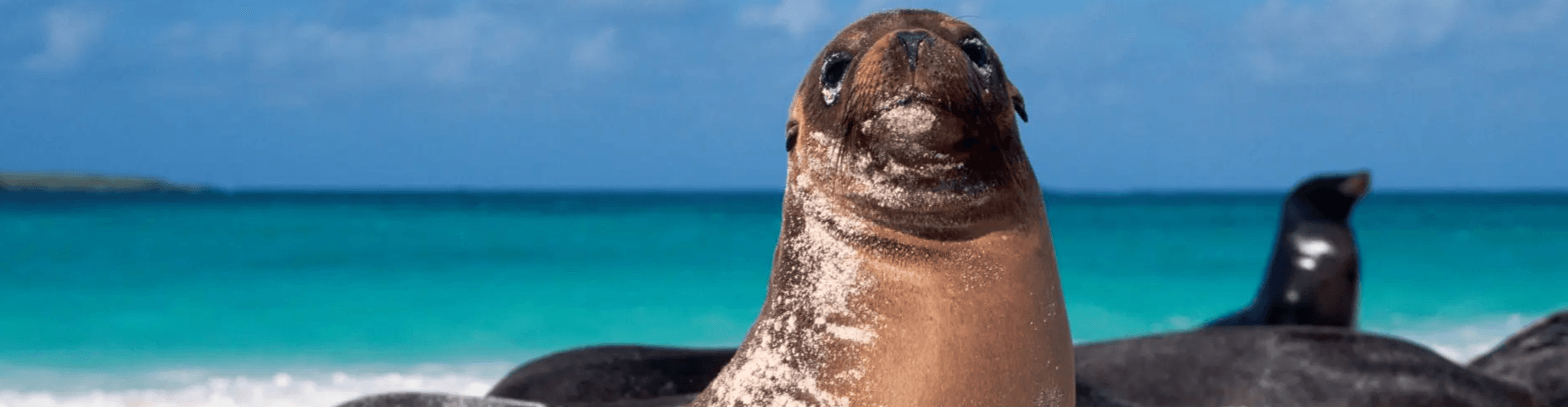9 faits fascinants sur les îles Galápagos.